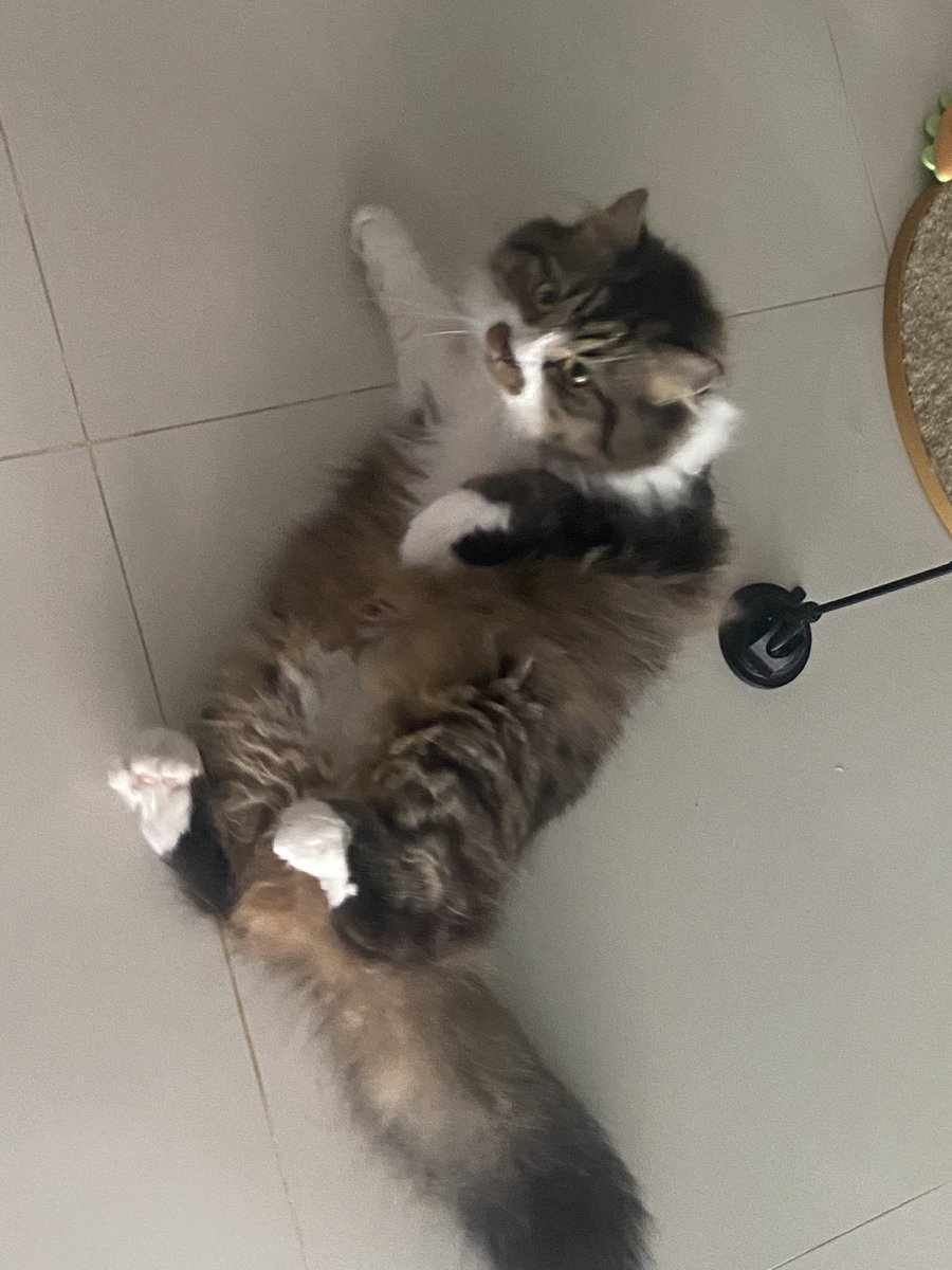 alotssecret's tweet photo. น้องกำลังโต😭 https://t.co/zoUmz2JOdW