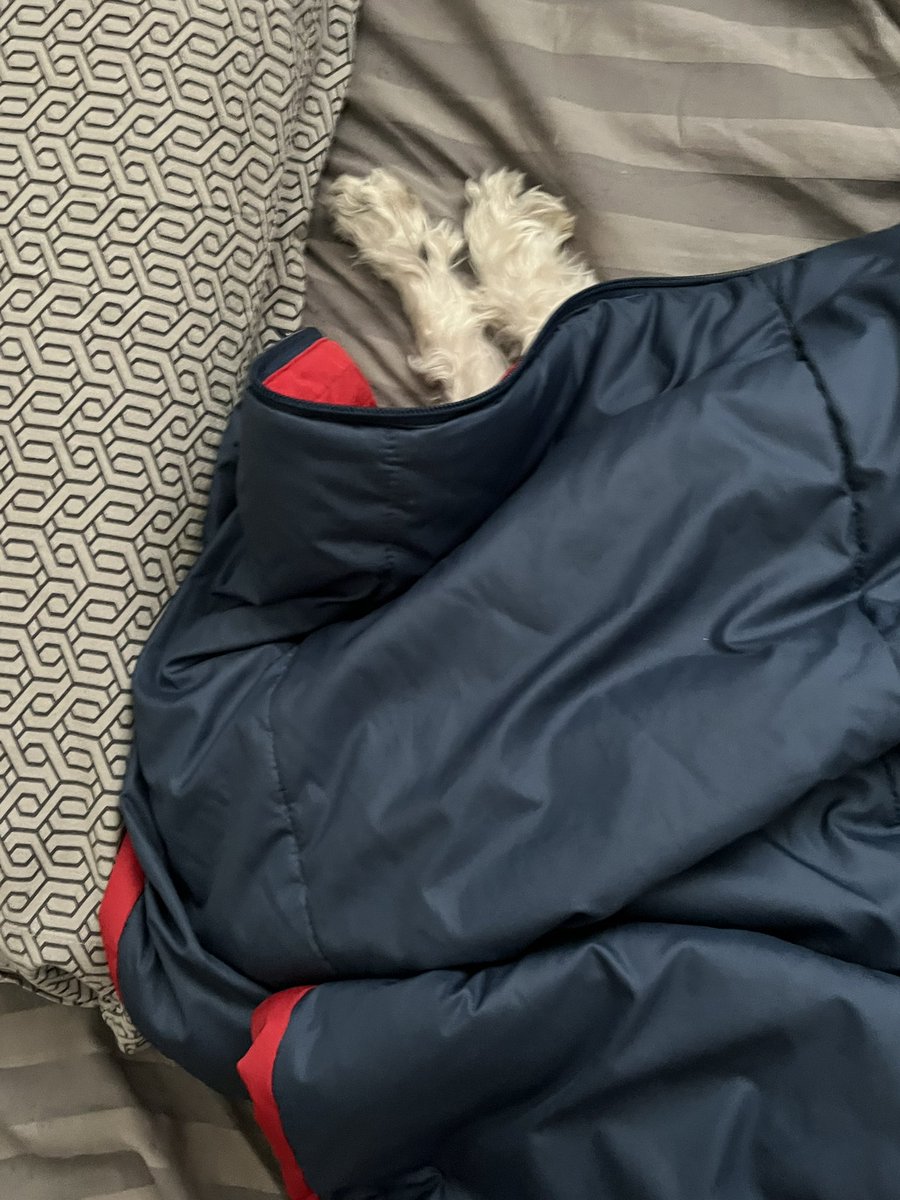 DankladD's tweet photo. This is how I find Poppy pretty much every morning after I get ready for work. https://t.co/gKP9ANpiQp