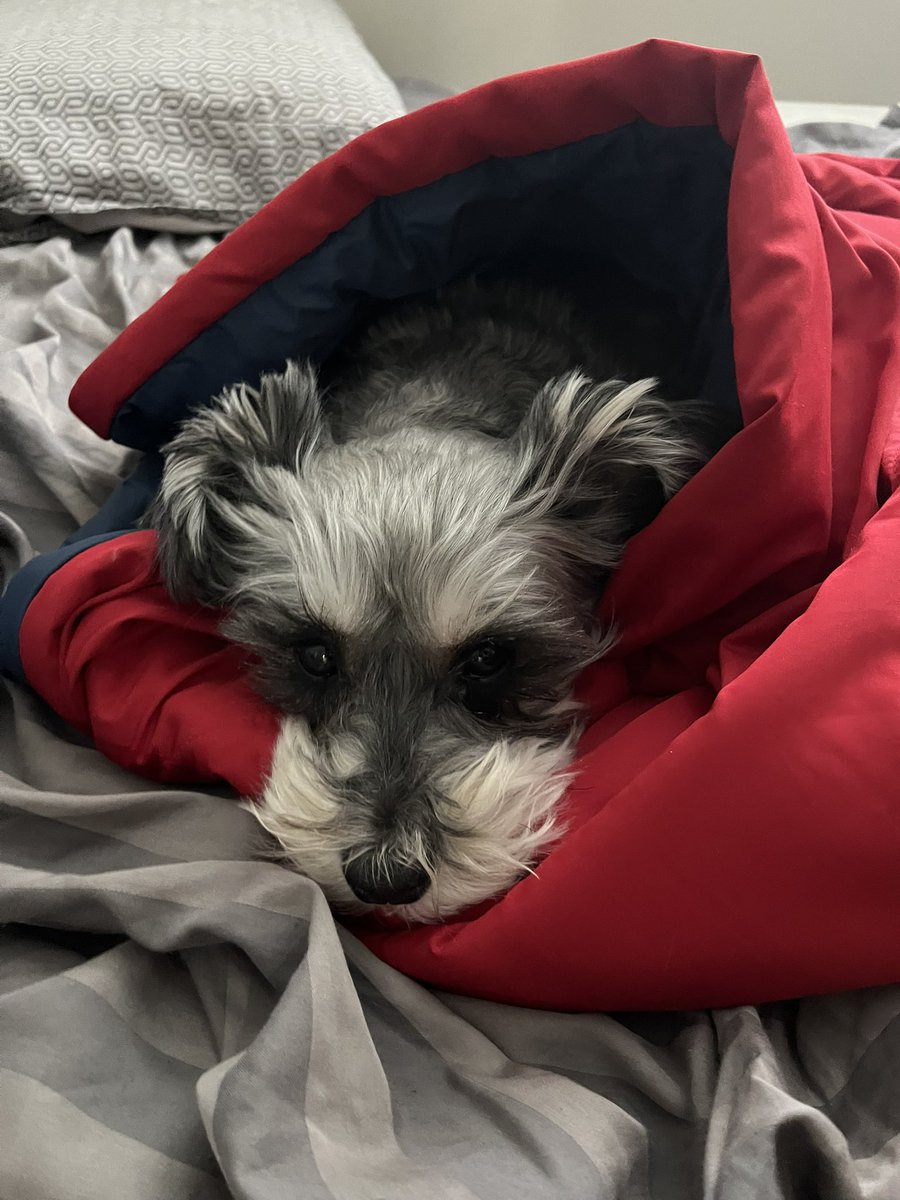 This is how I find Poppy pretty much every morning after I get ready for work.