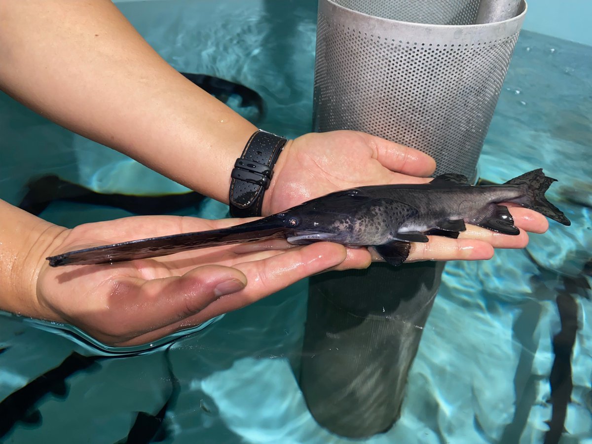 The Suski Lab is looking to hire a #paddlefish #fisheries research coordinator!
Come work with us in Champaign, IL.
Please RT!

illinois.csod.com/ux/ats/careers…