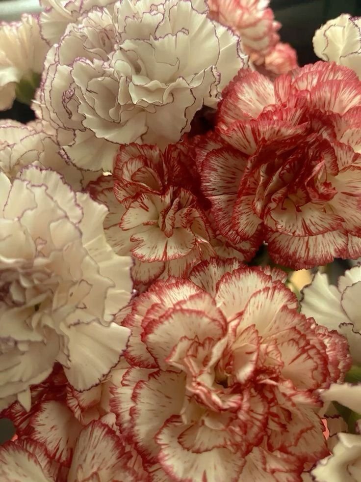 ᅟ ‍ᅟノ 𝕾𝗛𝗢𝗧𝗢 .ᅟ ‍ᅟ ² tweet media