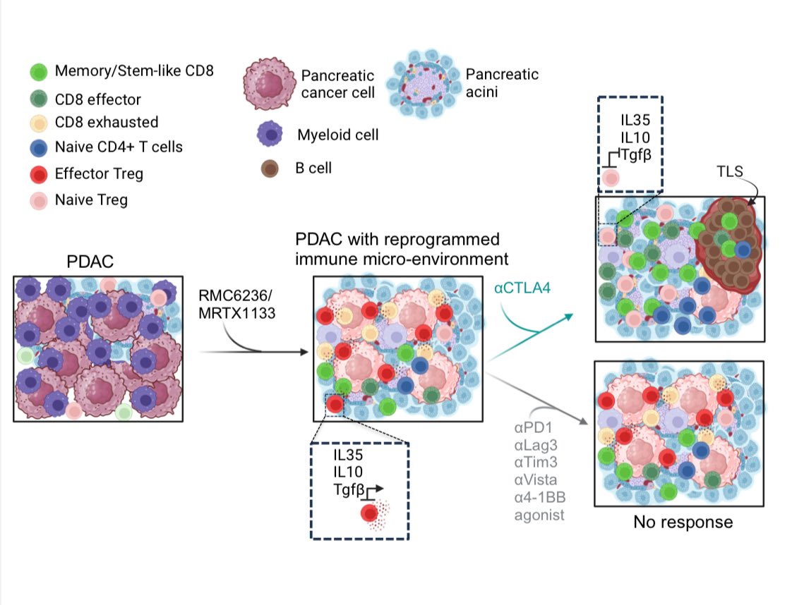 Anirban Maitra (@aiims1742) on Twitter photo ICYMI an interesting preprint from <a href="/KalluriLab/">Kalluri Lab</a> <a href="/MDAndersonNews/">MD Anderson Cancer Center</a> that addresses the pivotal question of targeting the correct immune checkpoint in combination with KRAS inhibition in #PancreaticCancer.
Hint: it may not be aPD-1! And why blocking CTLA4 may have greater efficacy. ICYMI an interesting preprint from <a href="/KalluriLab/">Kalluri Lab</a> <a href="/MDAndersonNews/">MD Anderson Cancer Center</a> that addresses the pivotal question of targeting the correct immune checkpoint in combination with KRAS inhibition in #PancreaticCancer.
Hint: it may not be aPD-1! And why blocking CTLA4 may have greater efficacy.