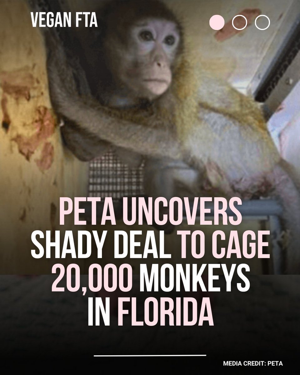 Vegan FTA tweet media