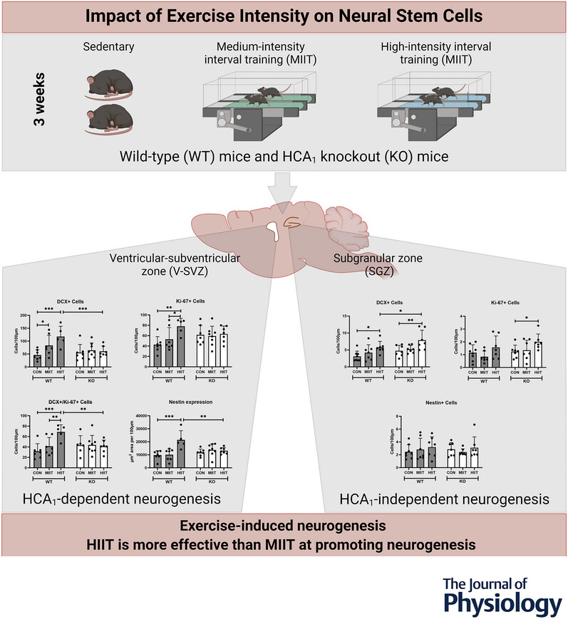 Aerobic exercise can reverse age-related brain shrinkage. In older adults, just one year of regular aerobic activity increased hippocampal volume by 2%, effectively restoring 1–2 years of brain loss.

This highlights the remarkable ability of exercise to counteract brain aging.