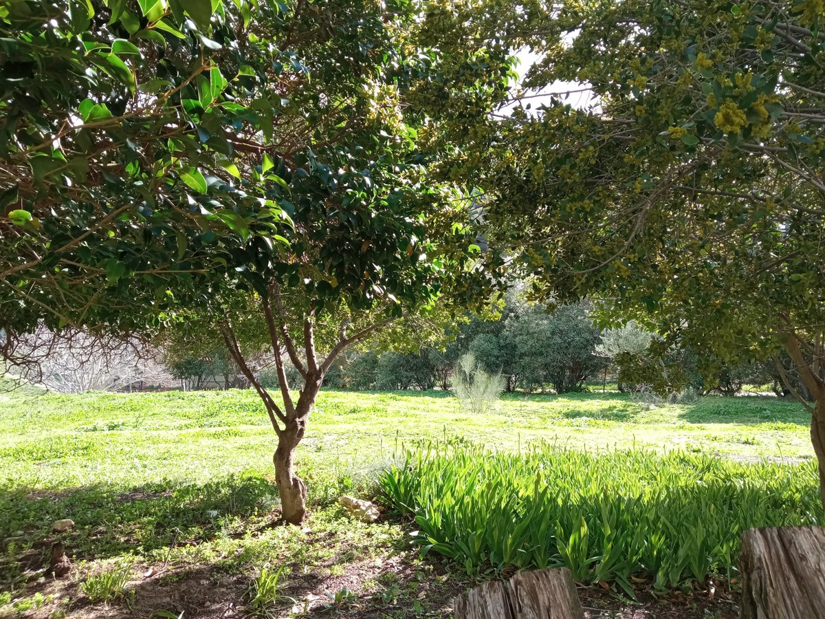 Pese a la lluvia, momentos de sol como el que he tenido esta tarde entre chaparrón y chaparrón, se agradecen. 🌞🌦️🏞️
#otiñar #haciendasantacristina #jaen #oleoturismo #unpocodesol #mundorural