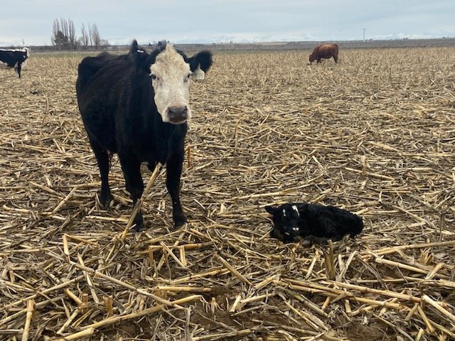 TheDailyCowman's tweet photo. Red cow reprinted herself
Black #BaldyPorn cow is 11 years old and still printing coupons
#SpringCalving2025 https://t.co/jbJfqlXtV3