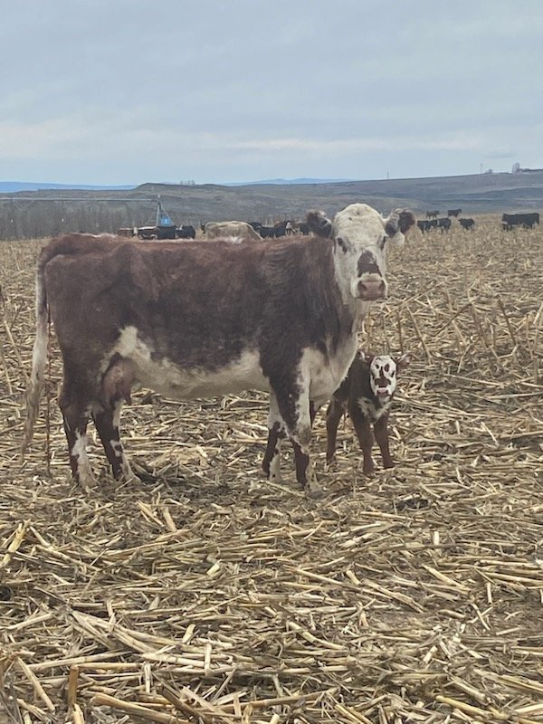TheDailyCowman's tweet photo. Red cow reprinted herself
Black #BaldyPorn cow is 11 years old and still printing coupons
#SpringCalving2025 https://t.co/jbJfqlXtV3