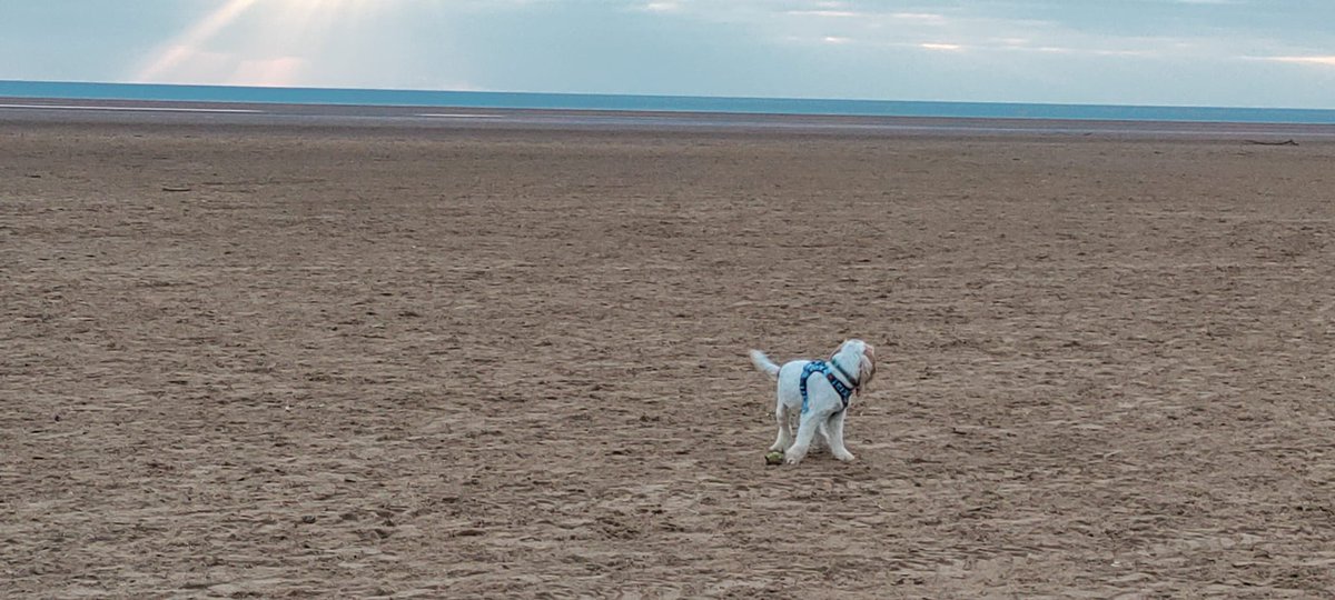 Hello all friends Hugran is still very busy visiting her mum in hospital every day. Today I got a treat after her visiting finished, we went to the beach so I could have a good run. It was freezing cold and it got so late we were still there in the dark but we didn't mind