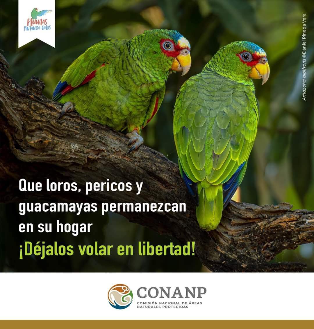 Suzu_LaPajarita's tweet photo. Sabían que por 3 pericos en venta murieron 6 por el tráfico ilegal. 
Si tú familiar, abuela, tia, vecina tiene pericos ilegales puedes denunciar ya que es un delito la tenencia https://t.co/ED7OPO4ReT