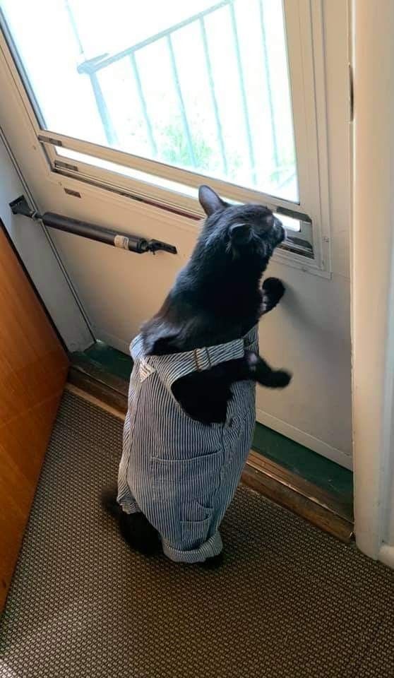 Why you should have a cat (@shouldhavecat) on Twitter photo 