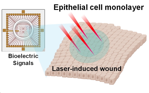UMassPSE's tweet image. 📢New discovery! Steve Granick and Sun-Min Yu have found that epithelial cells, which line our skin and organs, communicate with each other using electrical signals! These @PNASNews findings could lead to advances in wearable sensors and wound healing. 🩹🌟shorturl.at/8xktT