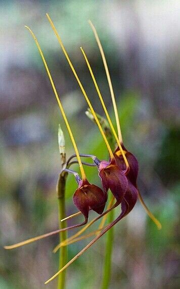 Naturepathway's tweet photo. "Intriguing beauty of the Masdevallia orchid. #Masdevallia #Orchid #ExoticFlowers" https://t.co/MgGY3xLiVS