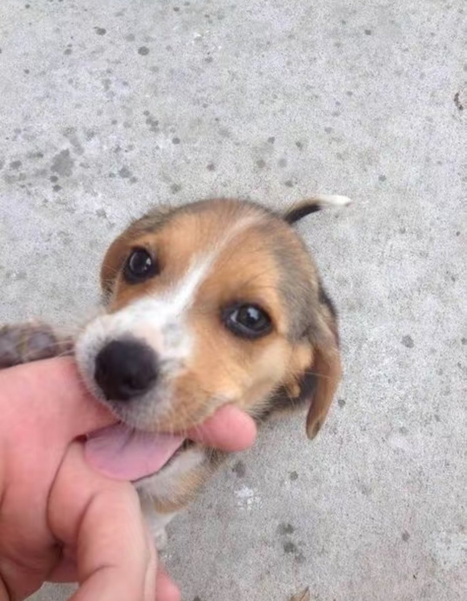 💖 (@twaniimals) on Twitter photo 