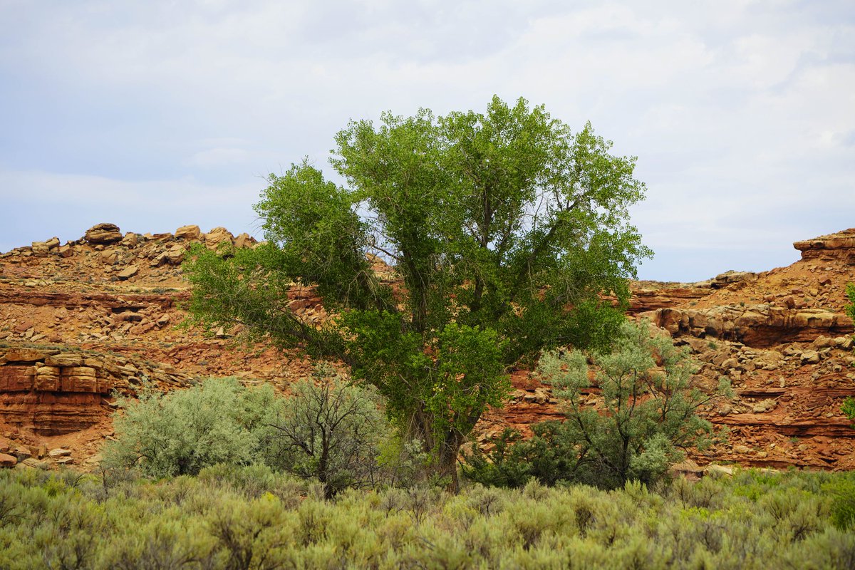 ChrisBartelSWR's tweet photo. "Green" #Uinta #Vision https://t.co/TRQJ1CZCM2