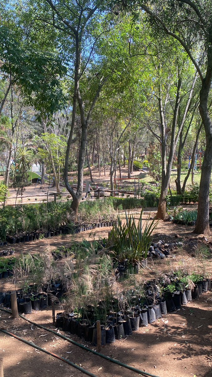 Porque los jotos son tan necios en el cruising en Morelia? No me dejaron coger con un morro bien rico, te siguen como  perros aunque ya los hayas mandado alv 
No porque sigas a alguien por todo el bosque te va a decir que si cuando ya te abrieron alv