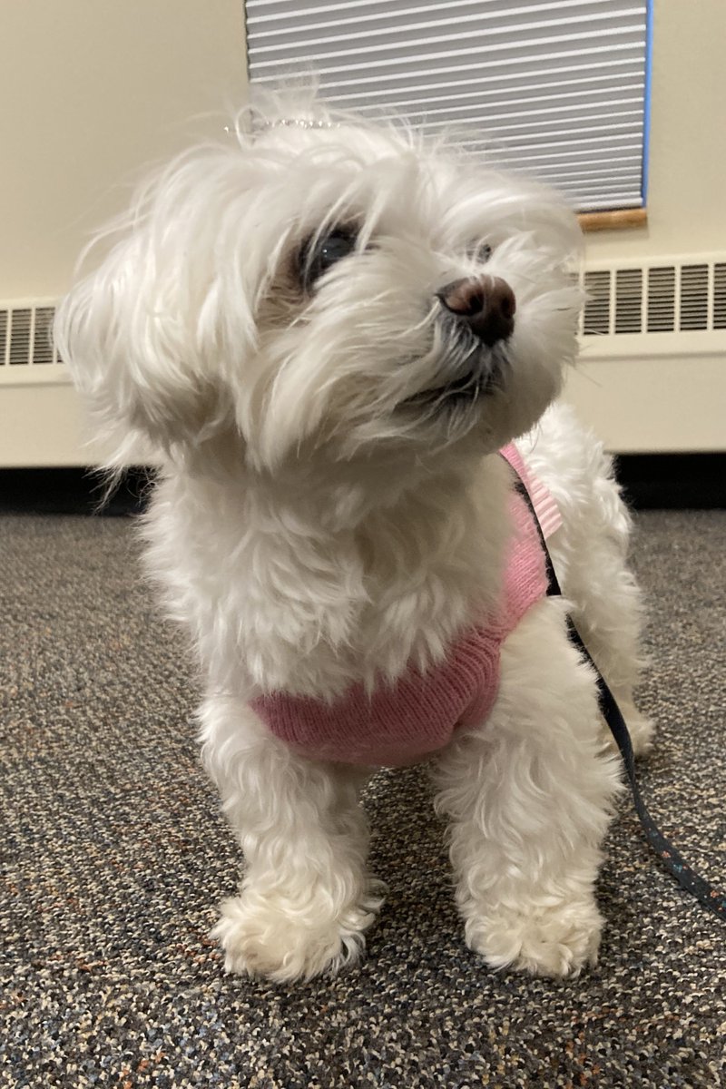 Pembroke_PL's tweet photo. Join us this Thursday, March 20, from 4:15-5:00 pm to read with our therapy dogs. Pick a book at the program and enjoy some tail-wagging fun! https://t.co/LaeLJvmj4q