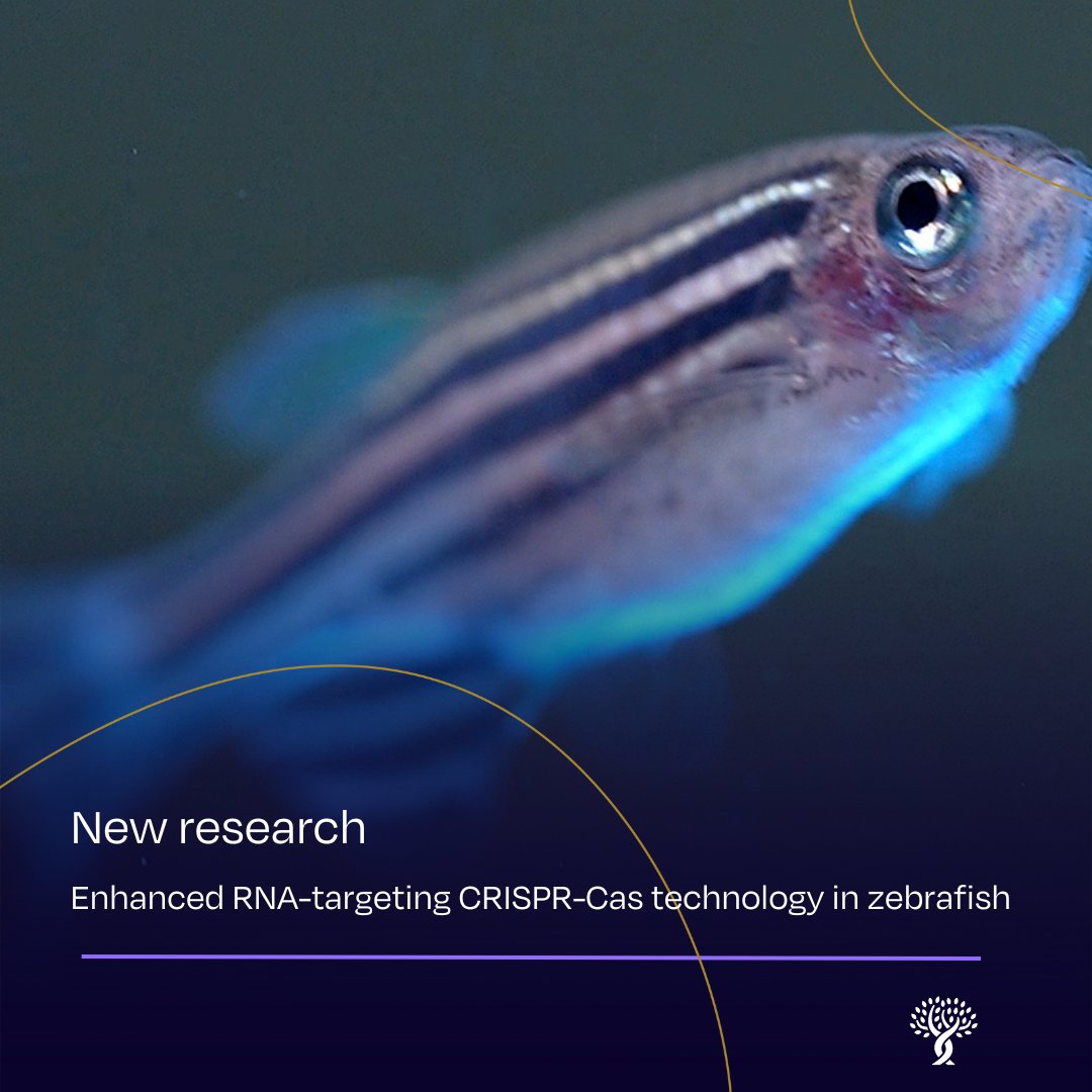 Stowers Institute (@sciencestowers) on Twitter photo New collaboration paper from the <a href="/BazziniLab/">BazziniLab</a> published in <a href="/NatureComms/">Nature Communications</a> explores enhanced RNA-targeting CRISPR-Cas technology in #zebrafish.
Read more: go.nature.com/4krxgxL New collaboration paper from the <a href="/BazziniLab/">BazziniLab</a> published in <a href="/NatureComms/">Nature Communications</a> explores enhanced RNA-targeting CRISPR-Cas technology in #zebrafish.
Read more: go.nature.com/4krxgxL