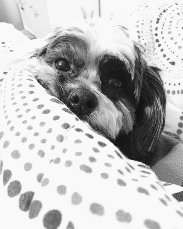 Molly is over 13 years of age.
Sweetness fills her every moment.
Recently she has a hard time seeing depending on the light.
So I'll wait.
I'll be her eyes.
She would do that and more for me.
She is fierce if the doorbell rings.
Runs up so she can wiggle around and kiss the