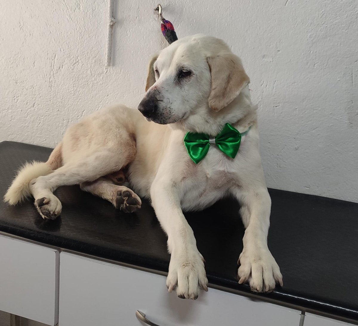 AlcSogamoso's tweet photo. El perrito que fue rescatado en días pasados, se encuentra en buenas condiciones, su recuperación es satisfactoria.
🔴Estaremos informando cómo será el proceso de adopción, buscamos un hogar amoroso que lo cuide para que no vuelva a las calles.  #Sogamoso #CiudadDelSolPuebloDeAce https://t.co/cmGxb8r83y