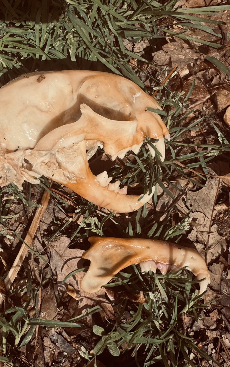 Found a bobcat skull on my hike today. Nature is crazy