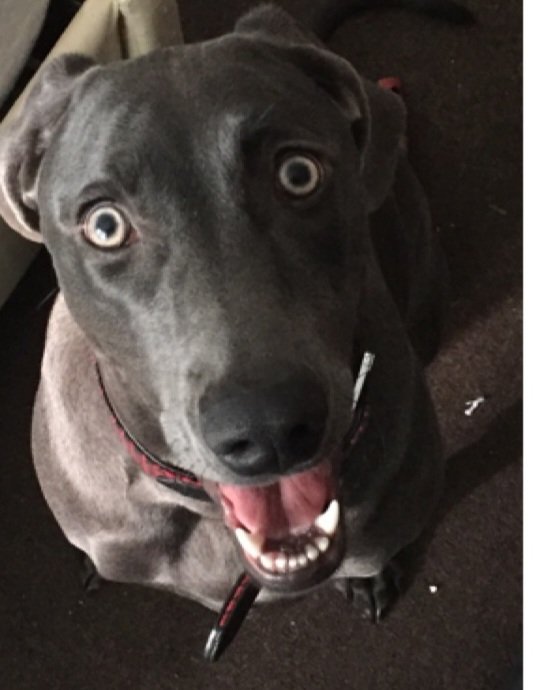 Jamesrc129's tweet photo. @AshleaSimonBF Bella says hi https://t.co/err5mXbmnK
