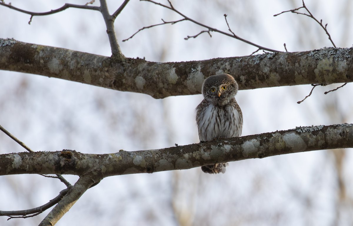Jonathan Farooqi (@jonathanfarooqi) on Twitter photo Another superb owl encounter from our <a href="/OrioleBirding/">Oriole Birding</a> Estonia tour was this Eurasian Pygmy Owl just overhead. Another superb owl encounter from our <a href="/OrioleBirding/">Oriole Birding</a> Estonia tour was this Eurasian Pygmy Owl just overhead.