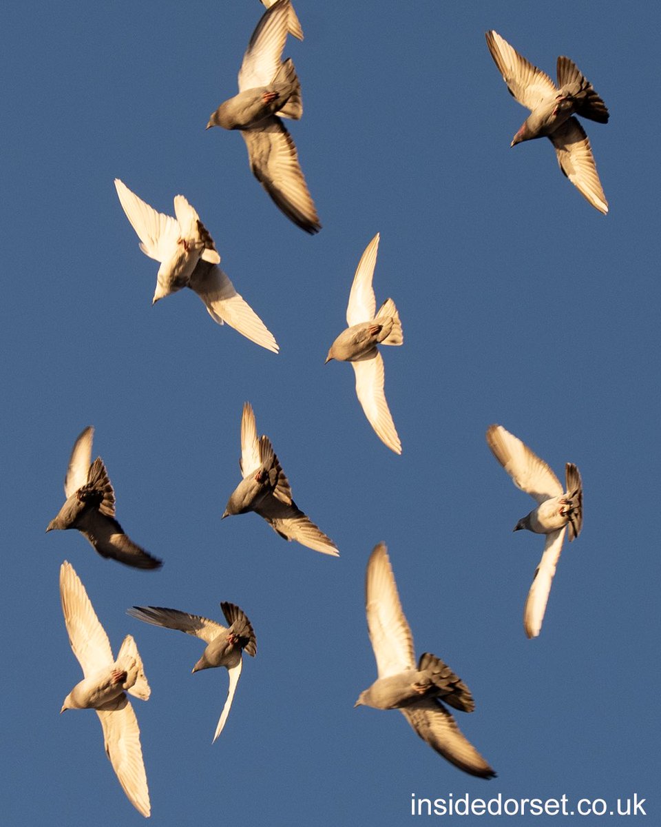 Sunlit flock of pigeons in Poole, lit by the final rays of the sun on Sunday. It was a glorious, if still a bit cold, day.