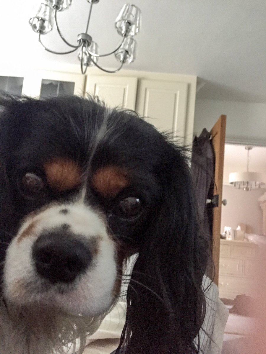 I’d so appreciate if you could spare a thought for our Ted who is in intensive care at the vets since this morning after his lungs filled with fluid last night. He’s such a good boy and we’re worried sick about him. He’s showing a slight improvement but has a big journey ahead