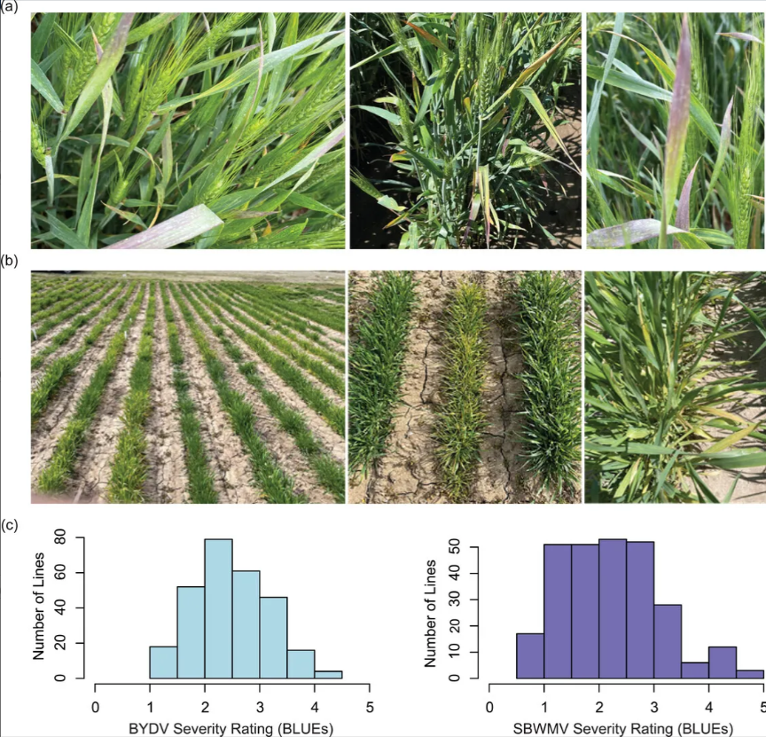 #Wheat #viruses threaten yield, but resistance is hard to find. A new study used next-gen sequencing to evaluate wheat lines for BYDV &amp; SBWMV resistance, confirming Bdv2 &amp; Sbm1 loci—plus new minor resistance regions! doi.org/10.1002/csc2.7… #WheatGenetics #OpenAccess