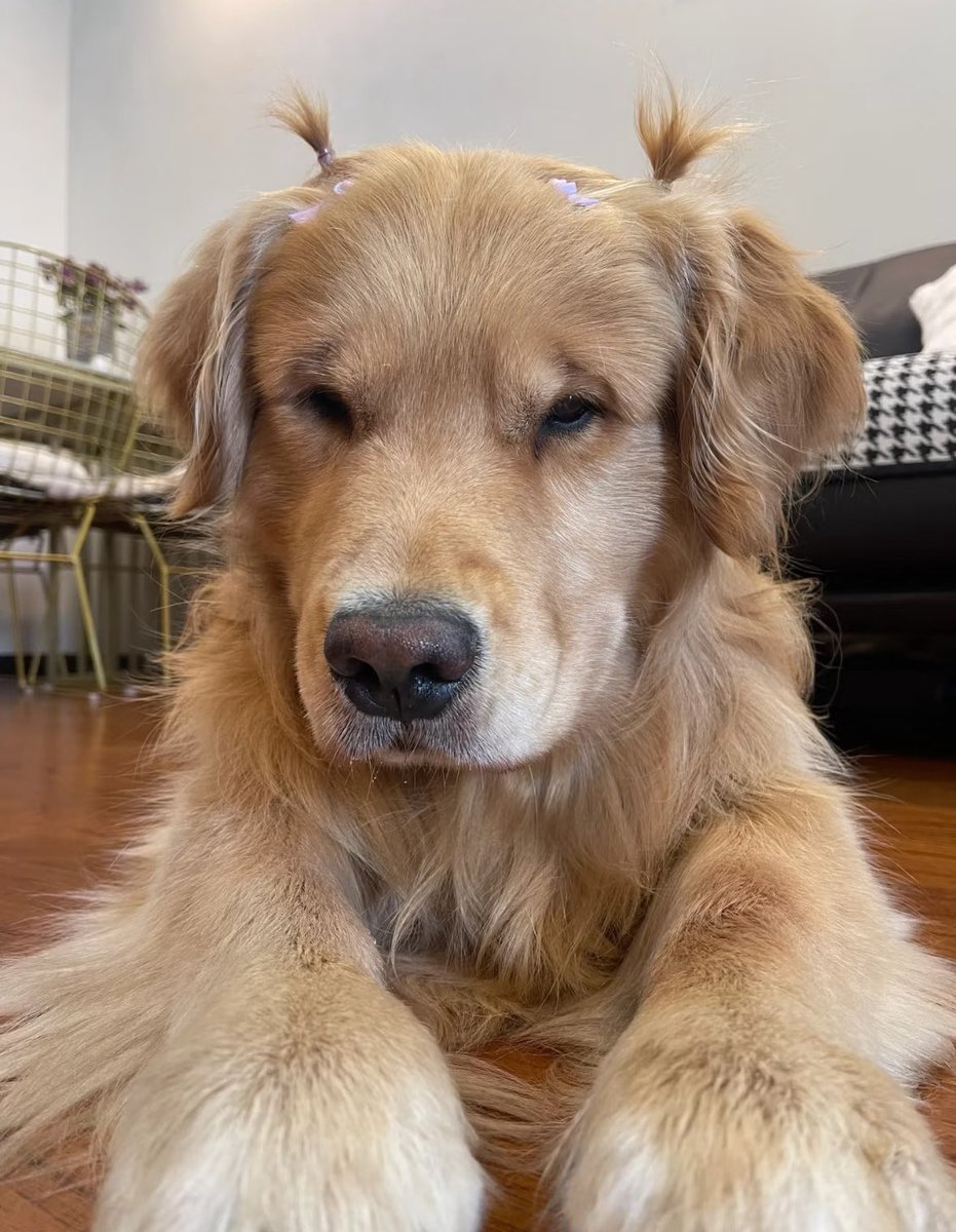 💖 (@twaniimals) on Twitter photo 