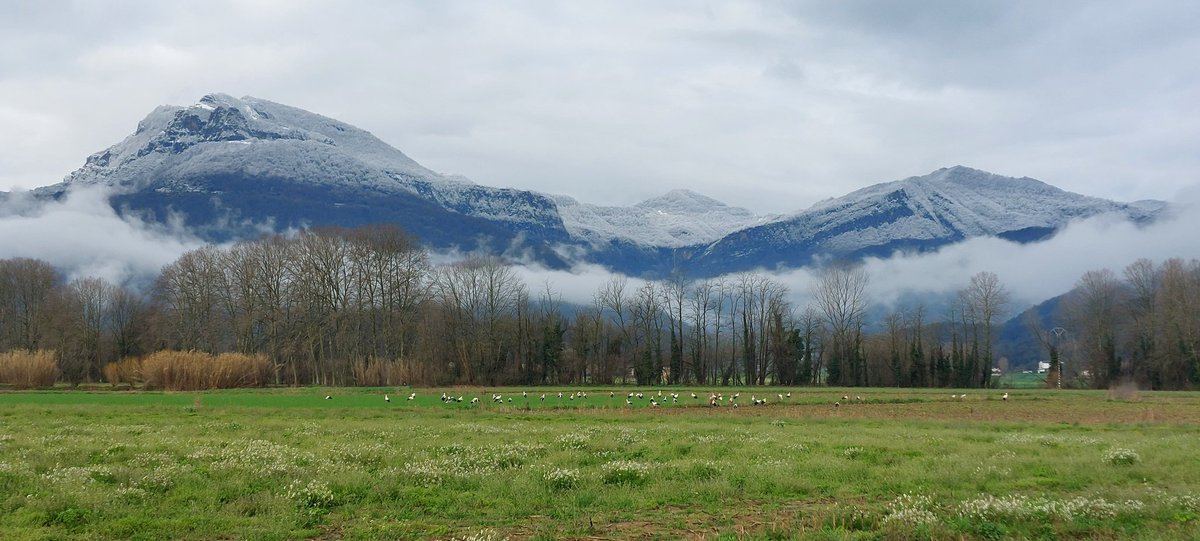 Aquests dies paren força cigonyes a la #Garrotxa, com les d'aquest matí, amb el Puigsascalm nevat a darrere. I sabeu què? Sempre han parat en camps que es veuran afectats per  la Variant.