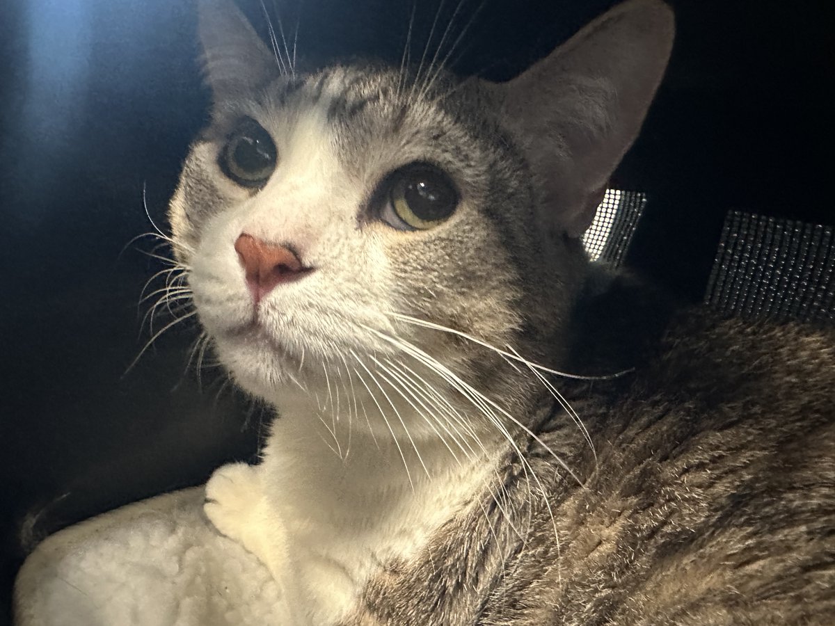 SENIOR ALERT! Client came to MACC to surrender her mothers cat Sushi due to being disabled. Client called her mother in front of staff and confirmed the surrender. Client stated her mom has vertigo which her episodes have been getting more frequent.
facebook.com/photo?fbid=108…