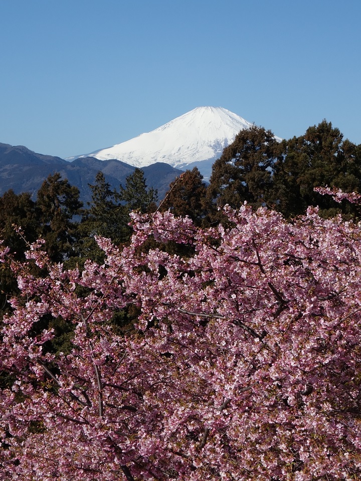 tonodake's tweet photo. おはようございます
河津桜🌸と富士山🗻

よい一日になりますように🍀 https://t.co/N3AISvWrfv