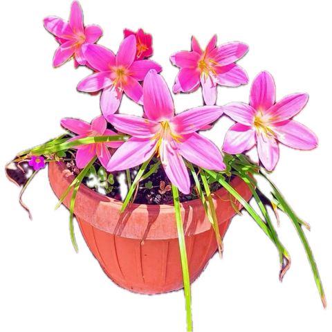 anomissimon's tweet photo. @DavLucia @VentagliP @Lilliflo @PaolaRi03292044 @ValerioLivia 🩷 https://t.co/BXX4aMH21h