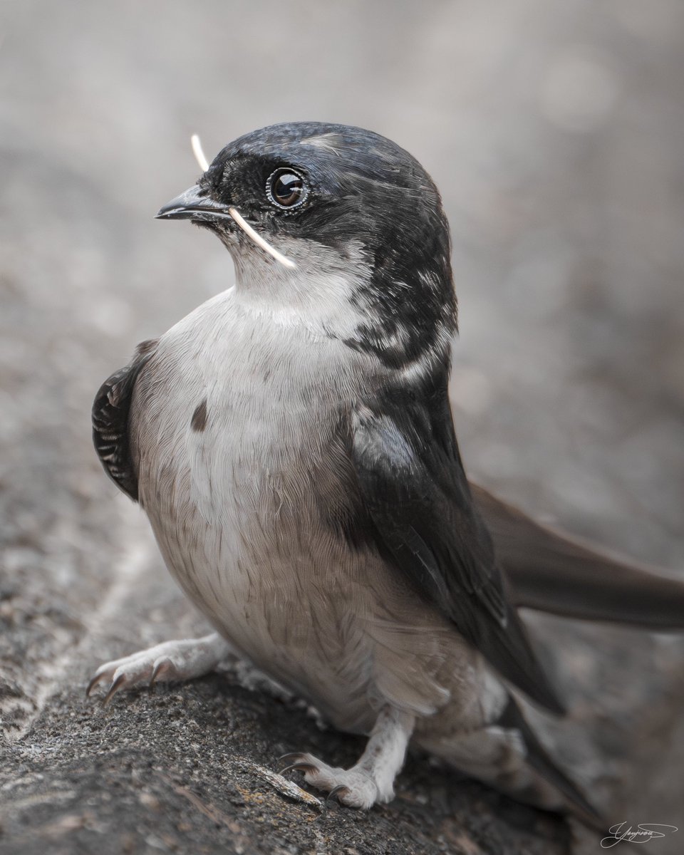 巣材を集めるイワツバメ。