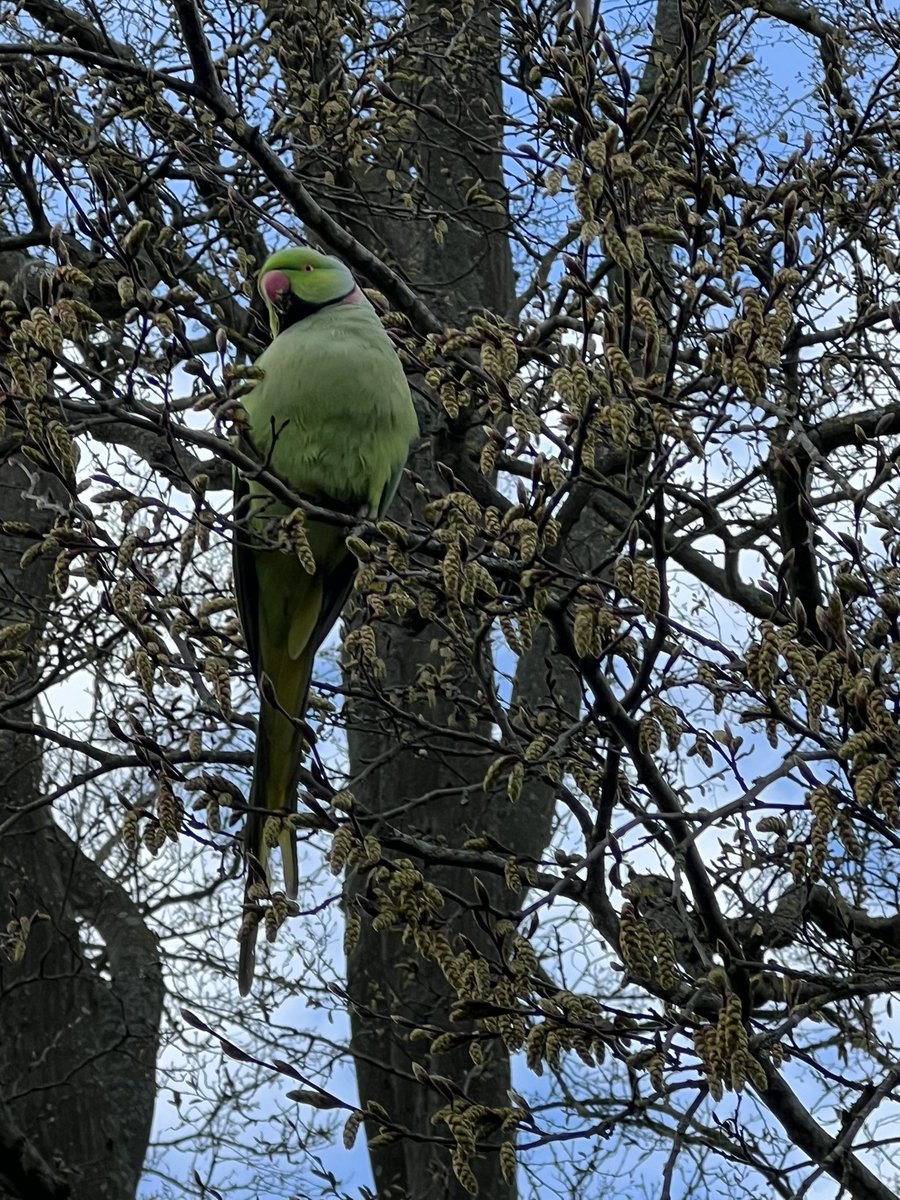 kazacenkojanis's tweet photo. Parotee #bird #richmondpark #london #nature https://t.co/qJMZxpkonS