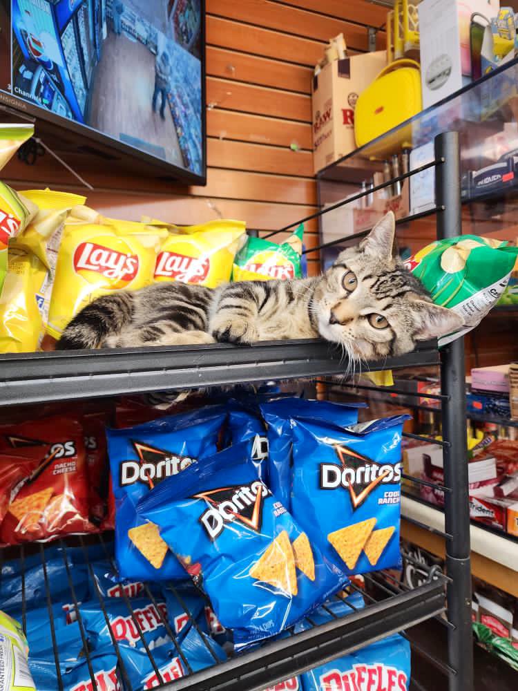 Bodega Cats (@bodegacats_) on Twitter photo 
