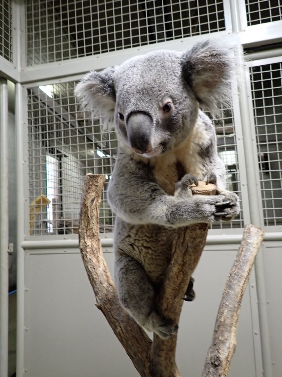 Amazon | 東山動物園 アニマルピンズ コアラ 花井祐介