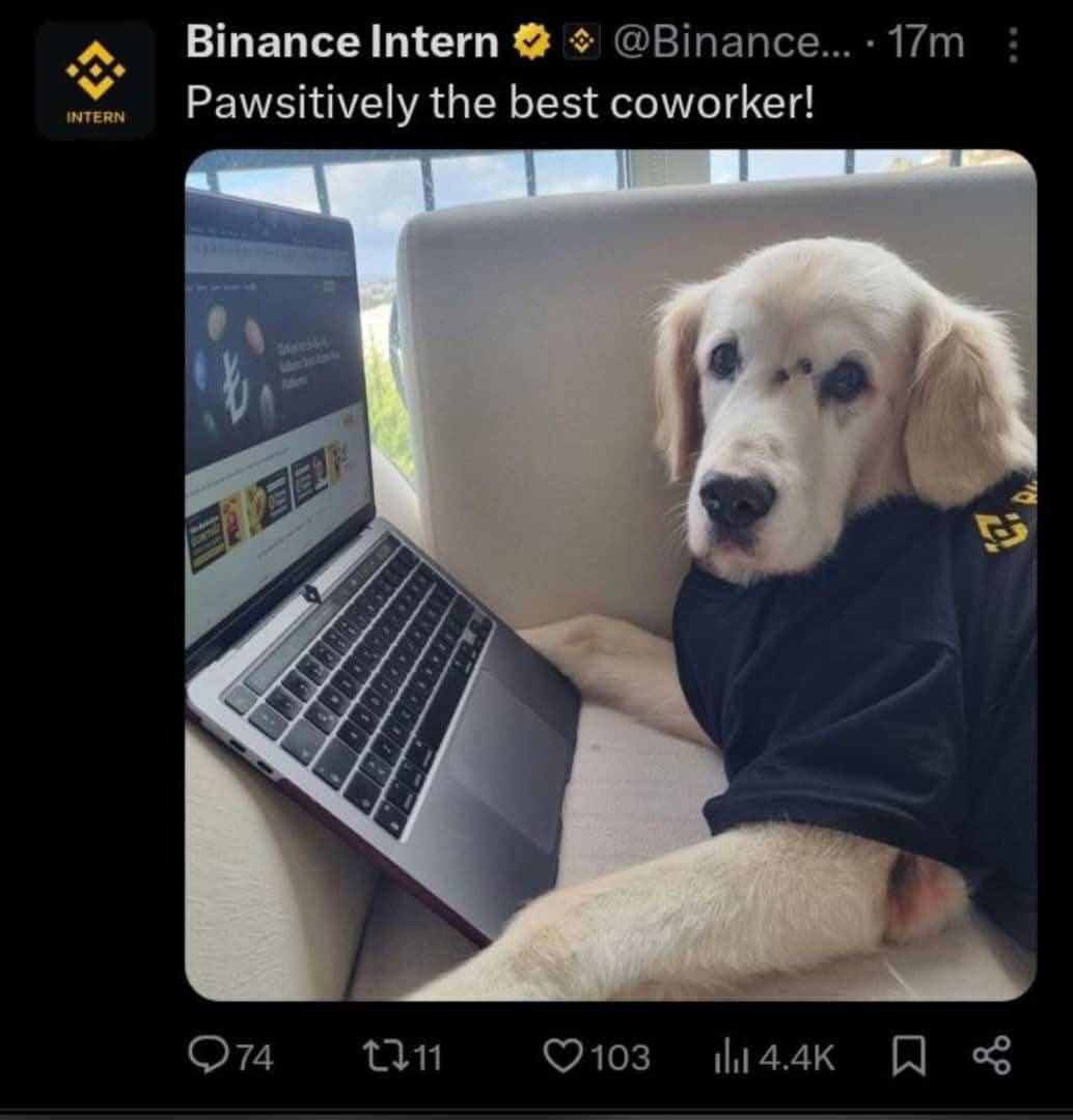 Szymansk_ii's tweet photo. Paws is Coming to Binance 💯 https://t.co/oKhhkMhsPk