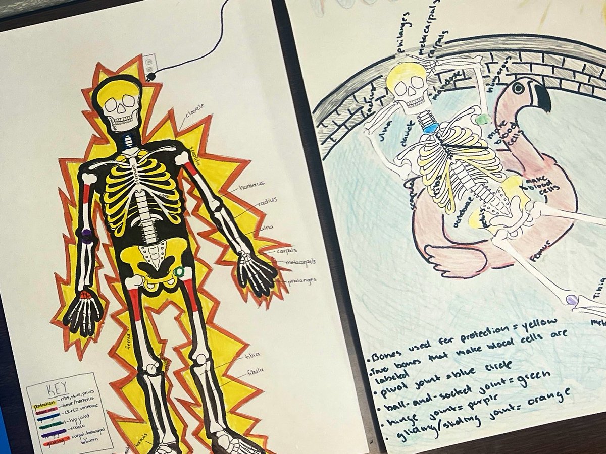 explorekammerer's tweet photo. Our future “medical practitioners” are focusing on the skeletal system - check out the creative ways they have chosen to show what they know!@KammererCubs @ExploreJCPS @Ballard_AofL @SolutionTree @JCPSKY https://t.co/rvQlIuGQYq