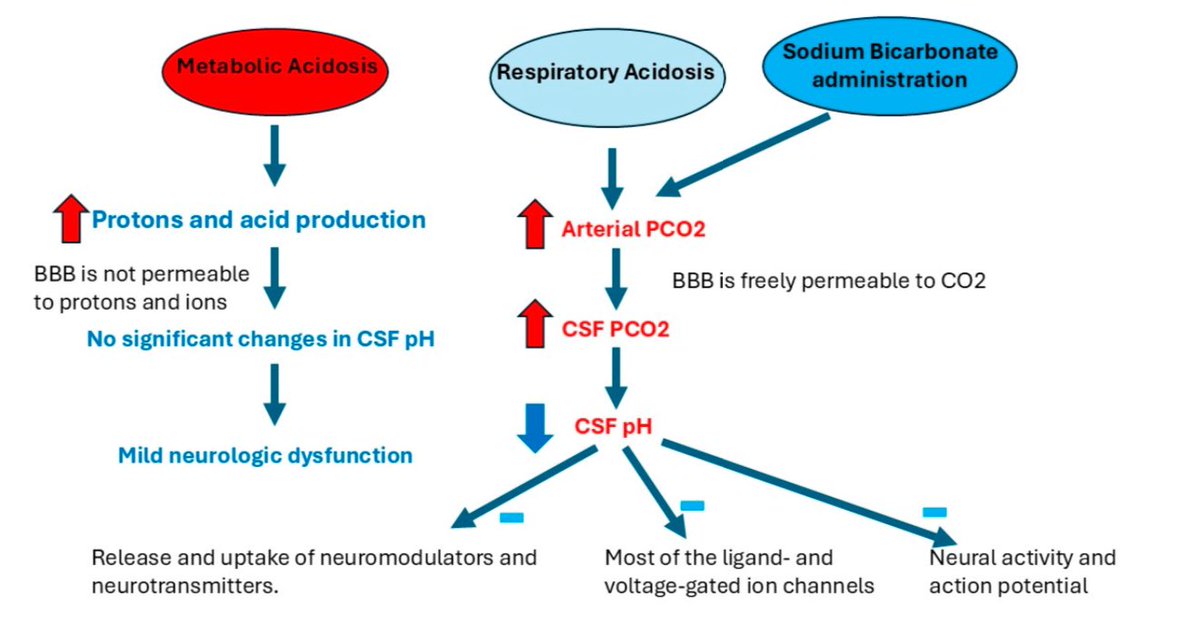 Administrar bicarbonato de sodio para tratar la acidosis metabólica pudiera empeorar la función neurológica; porque ↑el pCO2, y como la barrera hematoencefálica es permeable al CO2, esto acidifica el líquido cefalorraquídeo

J Clin Med 2024
10.3390/jcm13247822. PMID: 39768744