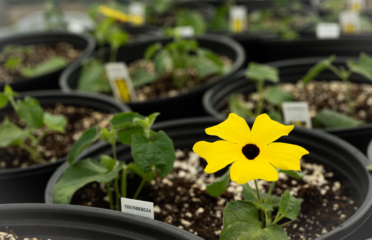 BrookdaleFarms's tweet photo. Signs of Spring in the Greenhouse!
#thinkspring #herewegrowagain https://t.co/mgRkZppaUr
