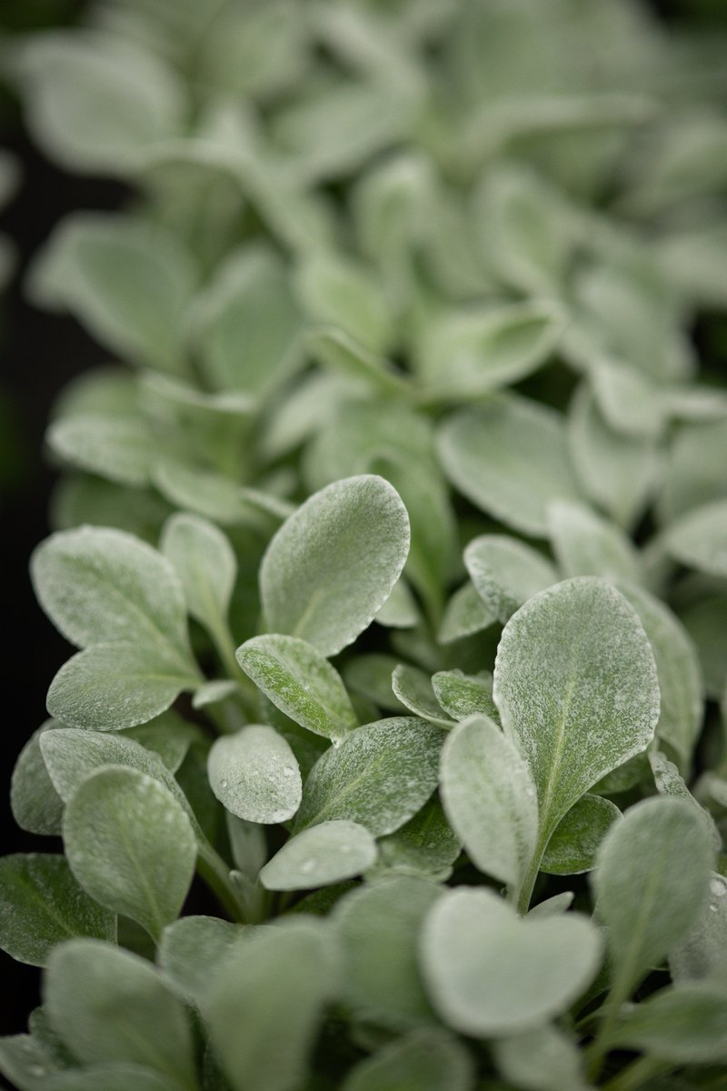 BrookdaleFarms's tweet photo. Signs of Spring in the Greenhouse!
#thinkspring #herewegrowagain https://t.co/mgRkZppaUr
