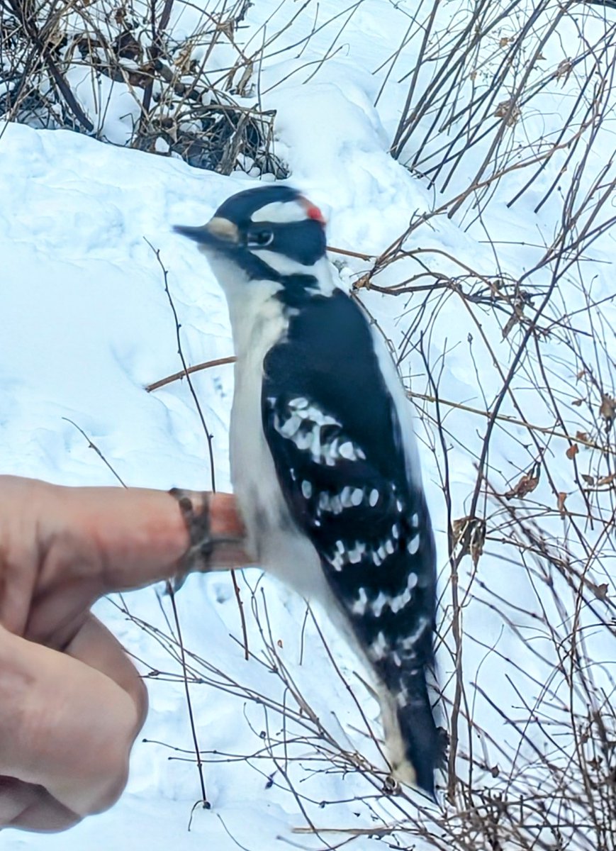 Bruce McCurdy tweet media