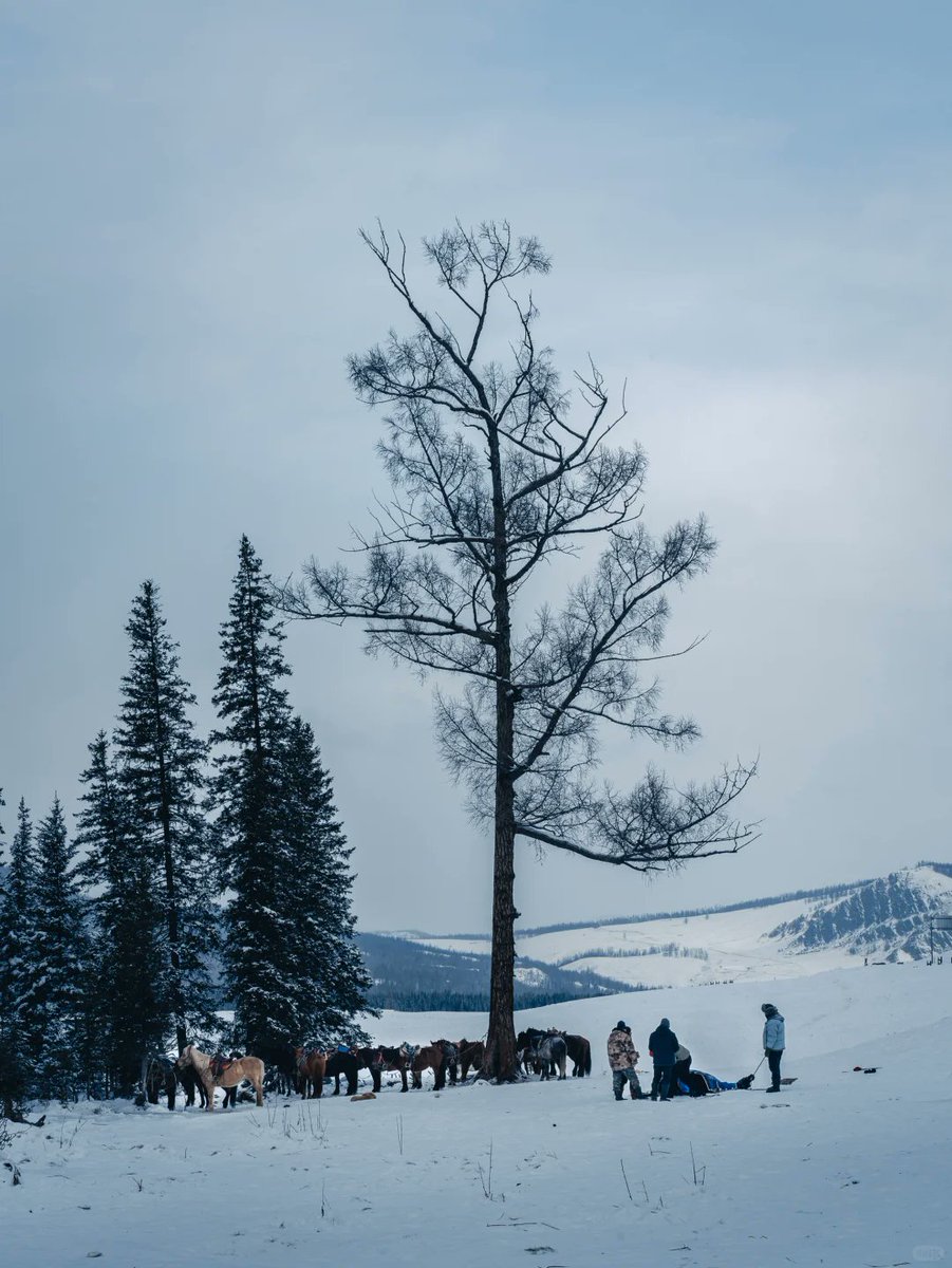 TTO35408943's tweet image. #PhotographyAndTravel #Kanas #MyAltay