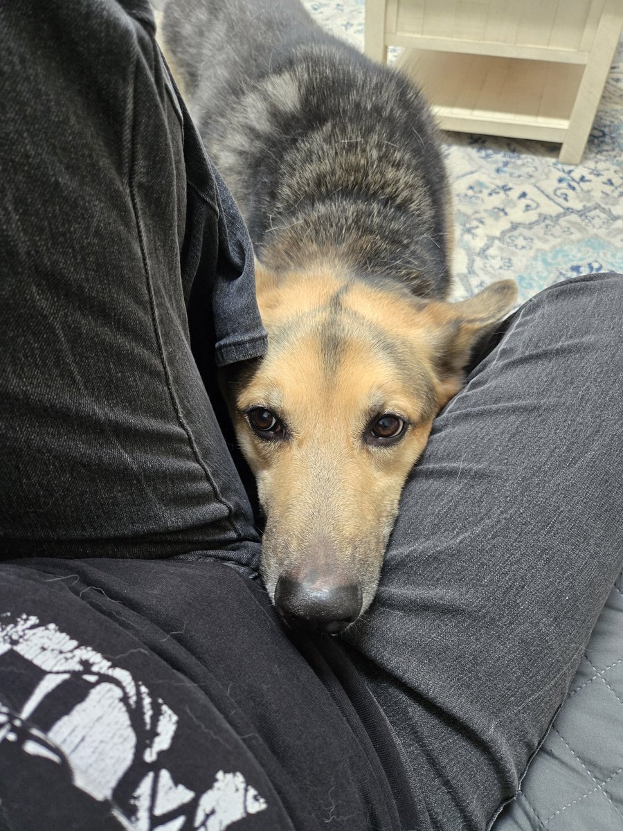 Autiewuff's tweet image. Look at my children. They aren't spoiled or anything 🤣