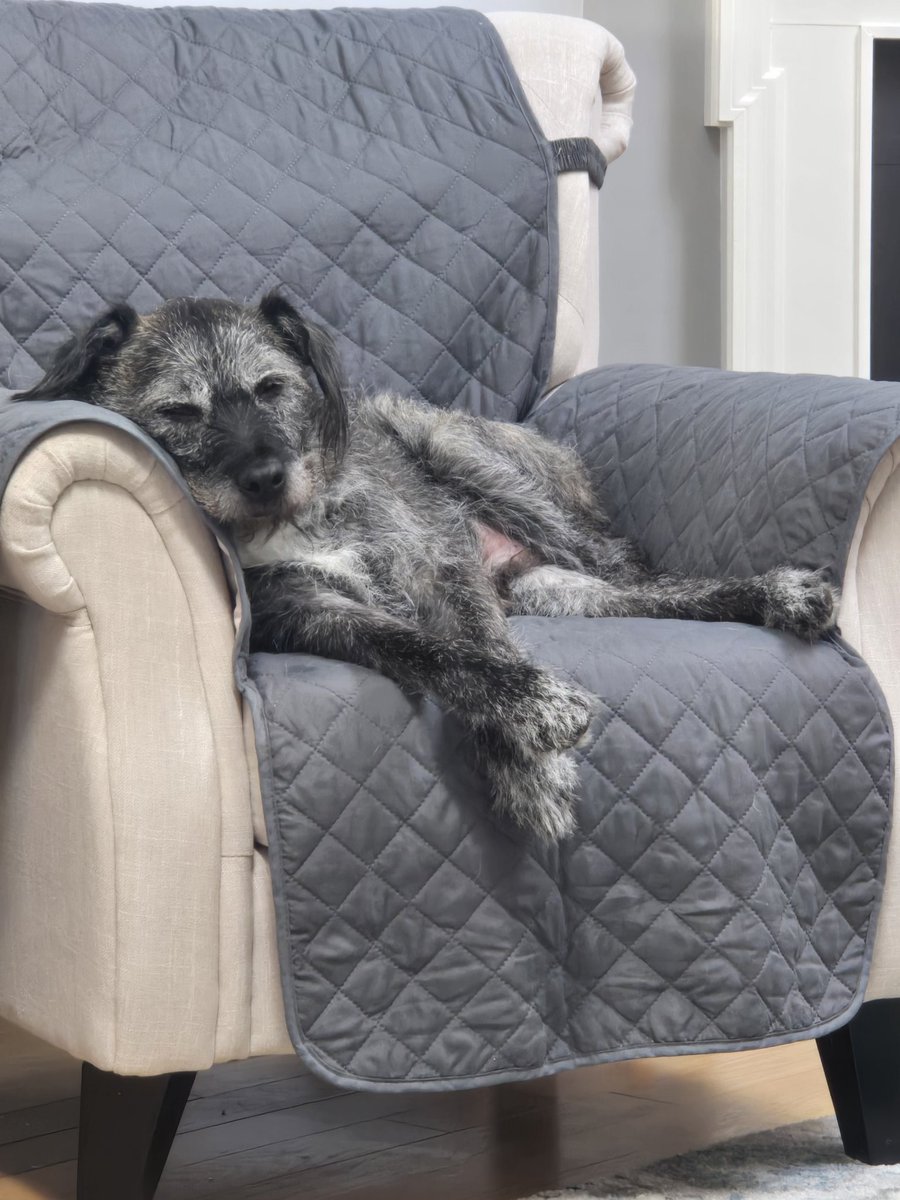 Autiewuff's tweet image. Look at my children. They aren't spoiled or anything 🤣