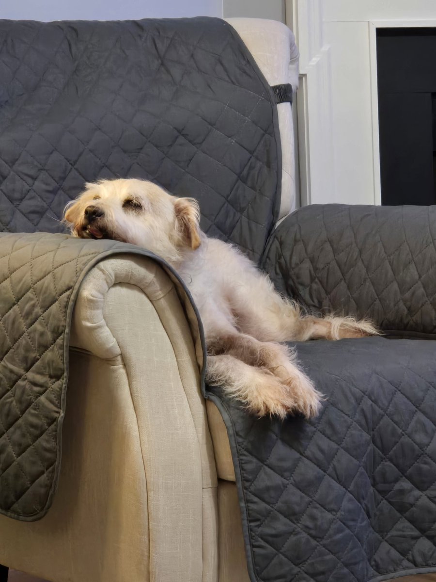 Autiewuff's tweet image. Look at my children. They aren't spoiled or anything 🤣