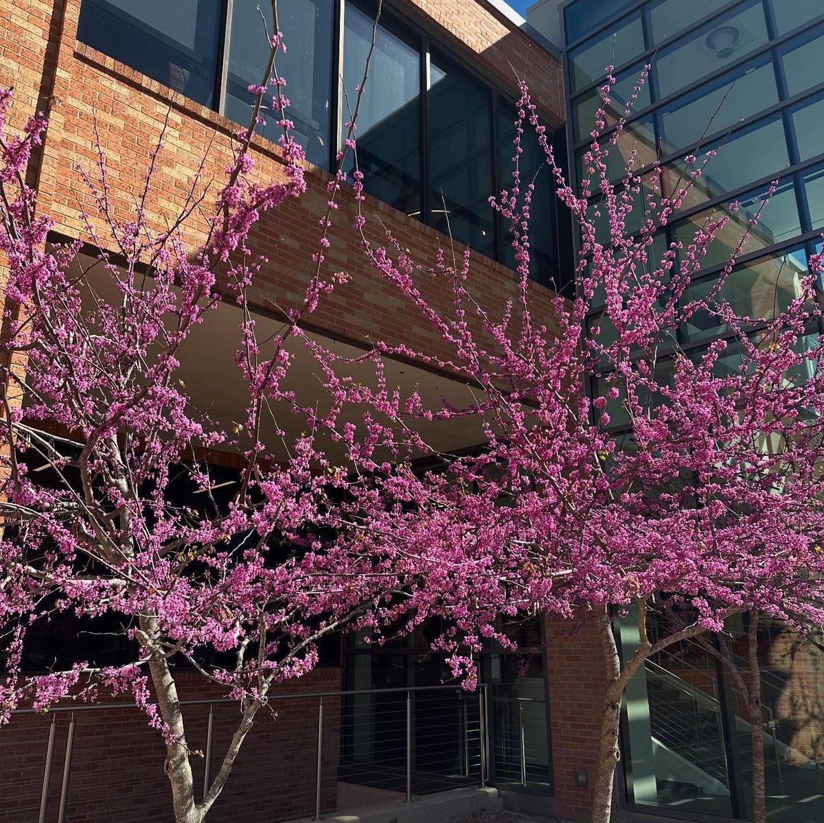 SamHoustonState's tweet photo. Spring has sprung 🌷Welcome back, Bearkats!

#SpringTime | #SamHoustonState https://t.co/jOMLaJYldC