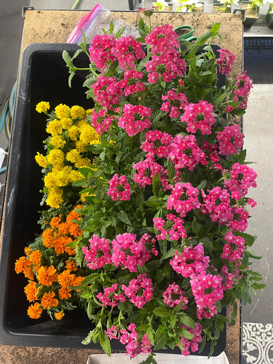 smokeyrgreens's tweet photo. always a treat to work with flowers: marigolds &amp; dianthus today 💐 https://t.co/UikE2Ct7Fp